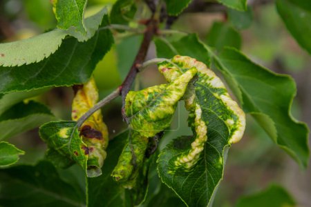 Téléchargez les photos : Rosy leaf-curling apple aphids, Dysaphis devecta, apple tree pest. Detail of affected leaf. - en image libre de droit