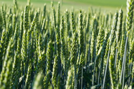 Téléchargez les photos : Agricultural field where green rye grows, agriculture for obtaining grain crops, rye is young and green and still immature, close - up of the agricultural crop rye. - en image libre de droit