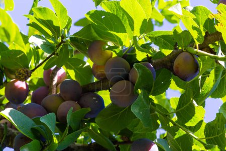 Téléchargez les photos : Branches sur un prunier italien lourd de fruits mûrs. - en image libre de droit
