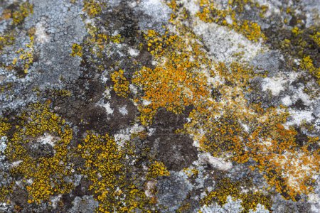 Foto de Primer plano de Xanthoria parietina. liquen amarillo en la corteza de un árbol. liquen anaranjado común, escala amarilla, liquen del sunburst marítimo y liquen costero. - Imagen libre de derechos