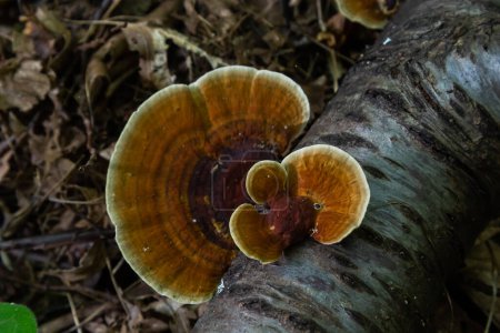 Photo for Anise mazegill, a brown rot fungus, Gloeophyllum odoratum. - Royalty Free Image