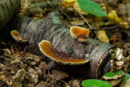 Photo for Anise mazegill, a brown rot fungus, Gloeophyllum odoratum. - Royalty Free Image