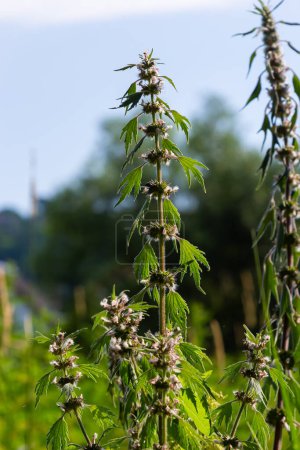 Photo for Leonurus cardiaca, known as motherwort. Other common names include throw-wort, lion's ear, and lion's tail. Medicinal plant. Grows in nature. - Royalty Free Image