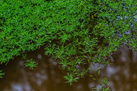 Foto de Callitriche Palustris una hierba pantanosa. plantas submarinas con rosetas flotantes o creciendo sobre lodo húmedo. - Imagen libre de derechos
