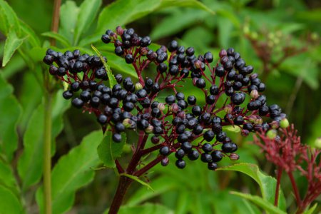 Photo for Sambucus ebulus is a poisonous perennial herb. It can also be used as a medicinal plant. - Royalty Free Image
