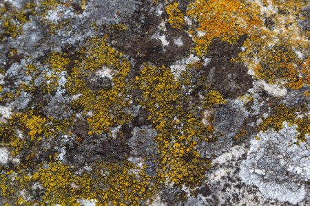 Foto de Primer plano de Xanthoria parietina. liquen amarillo en la corteza de un árbol. liquen anaranjado común, escala amarilla, liquen del sunburst marítimo y liquen costero. - Imagen libre de derechos