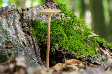 Photo for Edible mushroom Hymenopellis radicata or Xerula radicata on a mountain meadow. Known as deep root mushroom or rooting shank. Wild mushroom growing in the grass. - Royalty Free Image