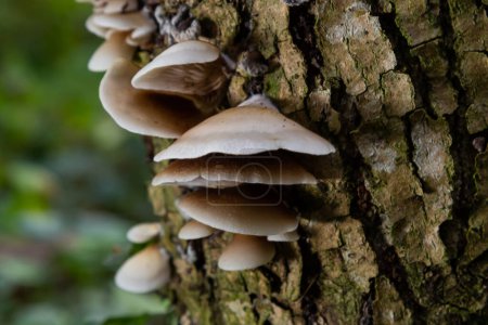 Photo for The Pale Oyster Pleurotus pulmonarius is an edible mushroom , stacked macro photo. - Royalty Free Image