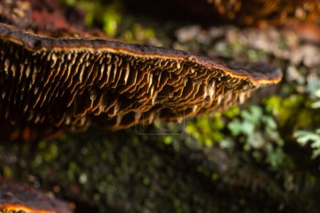 Photo for Mushroom called Daedaleopsis growing on sallow wood in the forest. - Royalty Free Image
