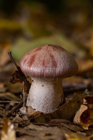 Kleine Gassy-Webmütze, Cortinarius traganus, giftige Pilze im Wald in Großaufnahme, selektiver Fokus, flacher DOF.