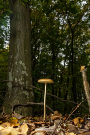 Photo for Edible mushroom Hymenopellis radicata or Xerula radicata on a mountain meadow. Known as deep root mushroom or rooting shank. Wild mushroom growing in the grass. - Royalty Free Image