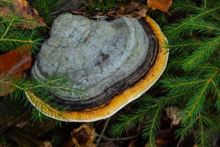 Photo for Fomes fomentarius, commonly known as the tinder fungus, false tinder fungus, hoof fungus, tinder conk, tinder polypore or ice man fungus. - Royalty Free Image