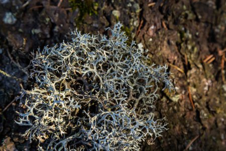 Eine Nahaufnahme der Cladonia rangiferina, auch als Rentierflechte bekannt.