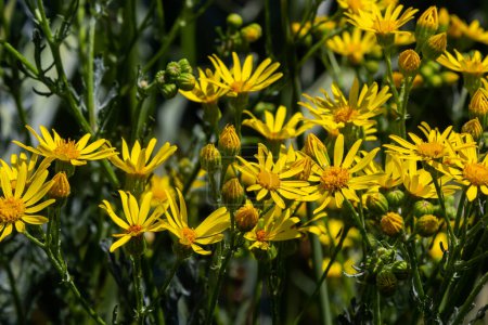Photo for Yellow flowering plants of Ragwort, Jacobaea vulgaris early morning on sunny day with blue sky in summer season close up. - Royalty Free Image