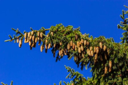 Branches with cones European spruce Picea abies on a background of blue sky.