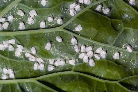 Foto de Whitefly Aleyrodes proletella plaga agrícola en la hoja de col. - Imagen libre de derechos