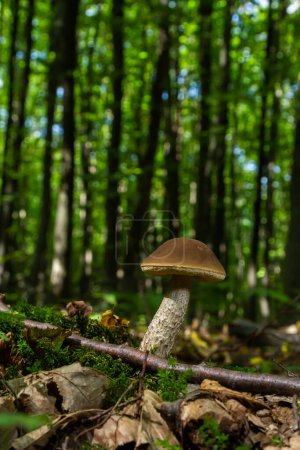 Foto de Leccinellum pseudoscabrum setas en el verano. Setas que crecen en el bosque. - Imagen libre de derechos