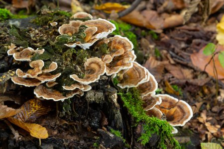 Photo for Gloeophyllum sepiarium mushroom on the tree into the forest. Rusty gilled polypore. - Royalty Free Image