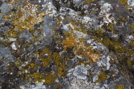 Téléchargez les photos : Gros plan de Xanthoria parietina. lichen jaune sur l'écorce d'un arbre. lichen orange commun, écailles jaunes, lichen maritime et lichen de rivage. - en image libre de droit