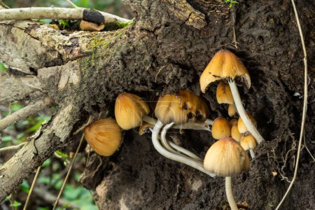 Photo for Coprinellus micaceus. Group of mushrooms on woods in nature. - Royalty Free Image