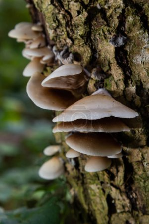 Photo for The Pale Oyster Pleurotus pulmonarius is an edible mushroom , stacked macro photo. - Royalty Free Image