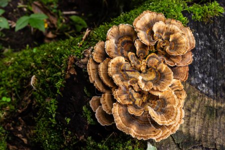 Photo for Gloeophyllum sepiarium mushroom on the tree into the forest. Rusty gilled polypore. - Royalty Free Image
