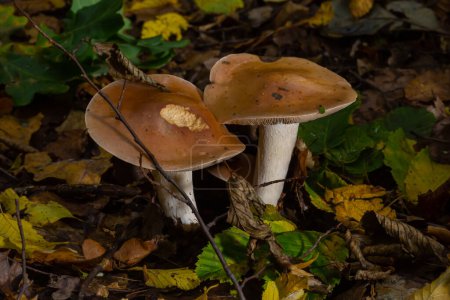 Photo for Poison Pie Mushroom Hebeloma crustuliniforme growing through the autumnal leaves. - Royalty Free Image