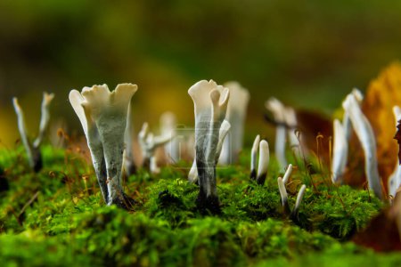 Téléchargez les photos : Incroyable champignon litte ressemble à des branches avec des gouttes de rosée - Xylaria hypoxylon. - en image libre de droit