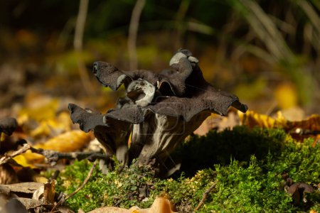 Téléchargez les photos : Champignon trompette noire, Corne de abondance, Caterellus cornucopioides, en mousse luxuriante dans la forêt
. - en image libre de droit