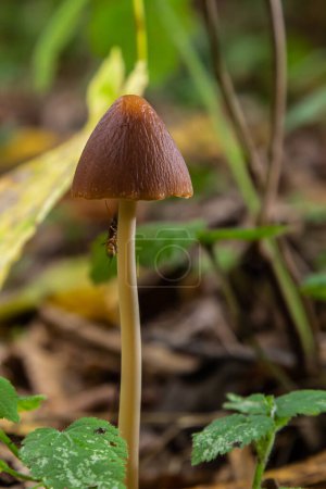Téléchargez les photos : Une image macro gros plan d'un champignon conecap ou nom latin Genre Conocybe entouré d'herbe. - en image libre de droit