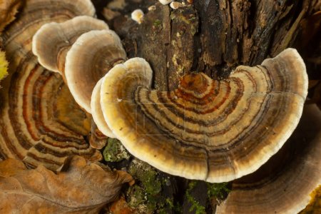 Photo for Trametes versicolor, also known as coriolus versicolor and polyporus versicolor mushroom. - Royalty Free Image