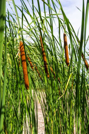 Photo for Reed mace plant also known as cat - tail, bulrush, swamp sausage, punks, typha angustifolia. - Royalty Free Image