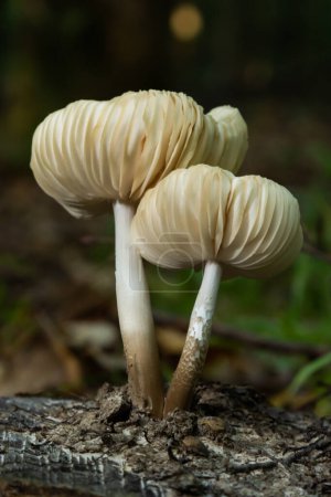 Foto de El capó común Mycena galericulata es un hongo no comestible, una foto interesante. - Imagen libre de derechos