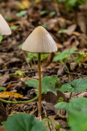 Photo for A vertical closeup of a small brown mushroom Conocybe siliginea . - Royalty Free Image