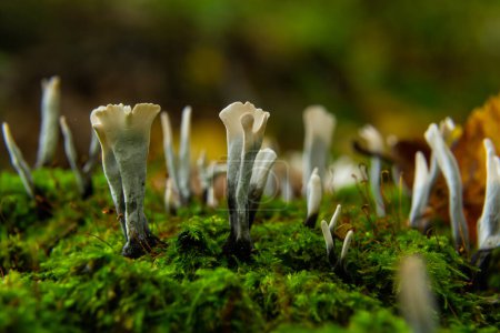 Téléchargez les photos : Xylaria hypoxylon est une espèce de champignon du genre Xylaria. Hypoxylone de Xylaria, connu sous le nom de champignon du chandelier, champignon du chandelier, bois de carbone ou champignon de corne du cerf. - en image libre de droit