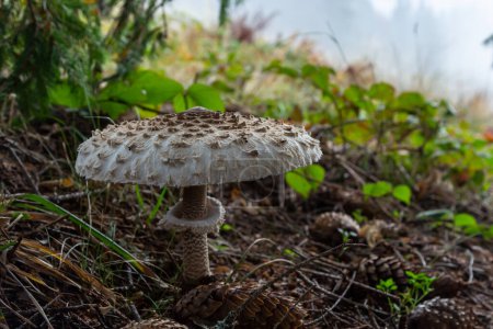 Téléchargez les photos : Beau parasol champignon Macrolepiota procera dans la forêt avec des rayons de soleil sur le fond. - en image libre de droit