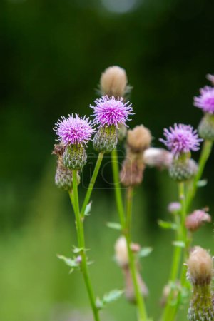 Foto de A flowering bush of pink sows Cirsium arvense in a natural environment, among wild flowers. Creeping Thistle Cirsium arvense blooming in summer. Violet flowers on meadow, focus on flower in front. - Imagen libre de derechos