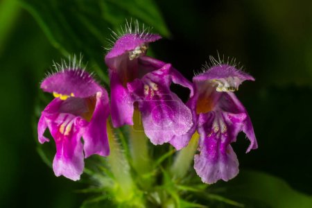 Photo for Purple Dragon Dead Nettle, Lamium maculatum Purple Dragon, spreading perennial herb with silvery leaves margined with deep green and magenta purple flowers in clusters. - Royalty Free Image