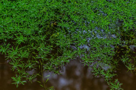 Téléchargez les photos : Callitriche palustris une herbe de marais. plantes sous-marines avec rosettes flottantes ou poussant sur boue humide. - en image libre de droit