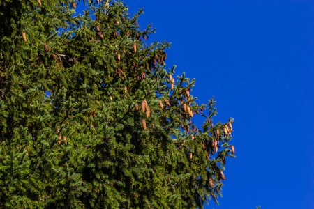 Téléchargez les photos : Branches à cônes épicéa européen Picea abies sur fond de ciel bleu. - en image libre de droit