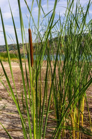 Photo for Reed mace plant also known as cat - tail, bulrush, swamp sausage, punks, typha angustifolia. - Royalty Free Image