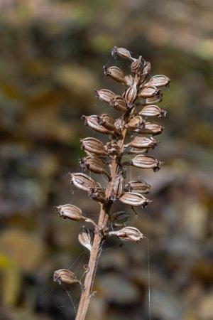 Photo for Bird's-nest Orchid Neottia nidus-avis, heterotrophic orchid. in the forest, close-up. - Royalty Free Image