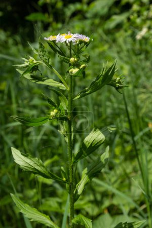 Foto de Philadelphia Fleabane, Erigeron philadelphicus of the family Asteraceae. - Imagen libre de derechos