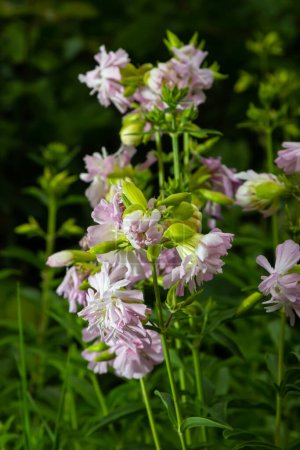 Photo for Saponaria officinalis white flowers in summer garden. Common soapwort, bouncing-bet, crow soap, wild sweet William plant. - Royalty Free Image