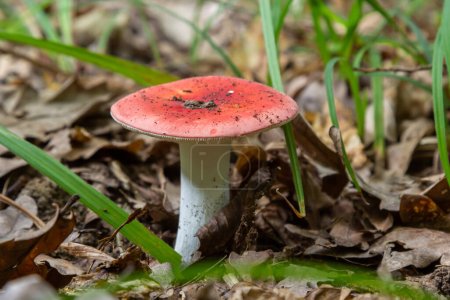 Photo for Russula emetica, commonly known as the sickener, emetic russula, or vomiting russula, is a basidiomycete mushroom. - Royalty Free Image