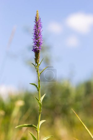 Foto de Flowers Veronica spiky es una planta herbácea perenne, una especie del género Veronica, la familia Plantain.. - Imagen libre de derechos