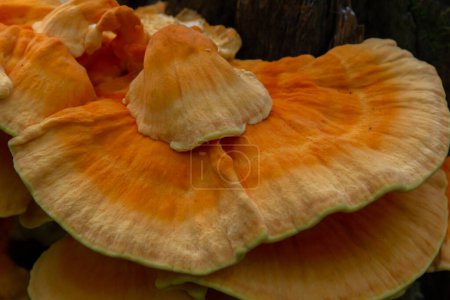 Téléchargez les photos : Macro Photographie gros plan du champignon de la parenthèse orange également connu sous le nom de crabe des bois ou poulet des bois Laetiporus Sulphureus poussant sur l'arbre. - en image libre de droit