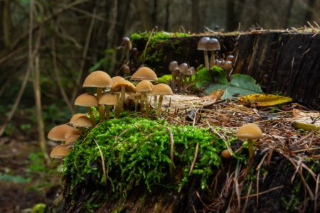Photo for Mushrooms group Kuehneromyces mutabilis on a tree stump. - Royalty Free Image