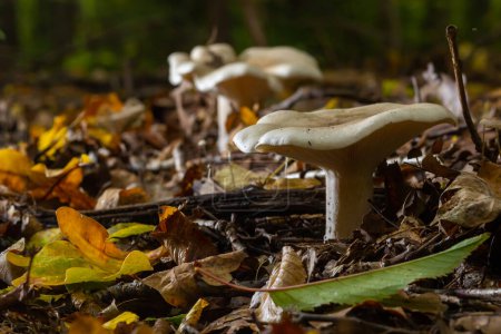 Téléchargez les photos : Lactifluus vellereus anciennement Lactarius vellereus champignon dans la forêt. - en image libre de droit