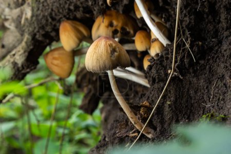 Téléchargez les photos : Coprinellus micaceus. Groupe de champignons sur les bois dans la nature. - en image libre de droit